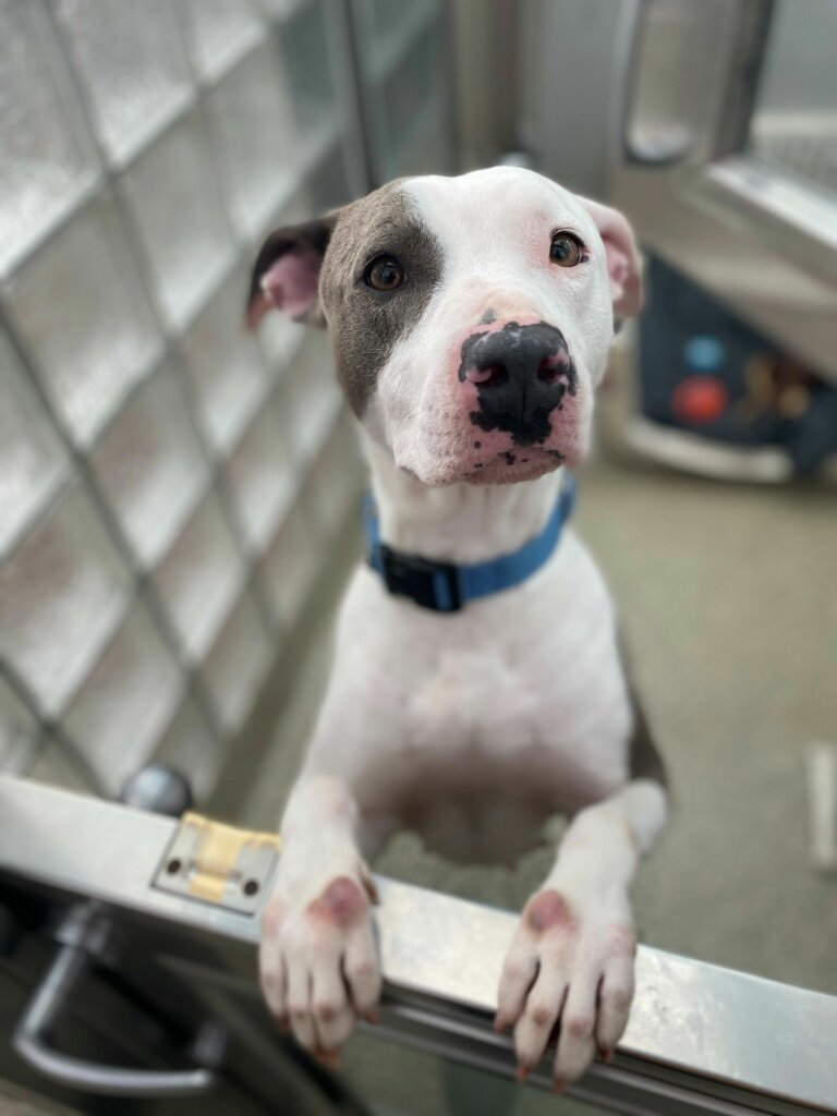 Carra, Pet of the Week for March 9, 2020