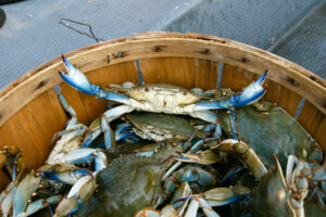 Bushel of Blue Crabs
