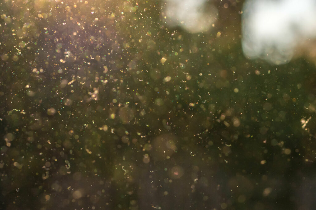 Dust, pollen and small particles fly through the air in the sunshine.