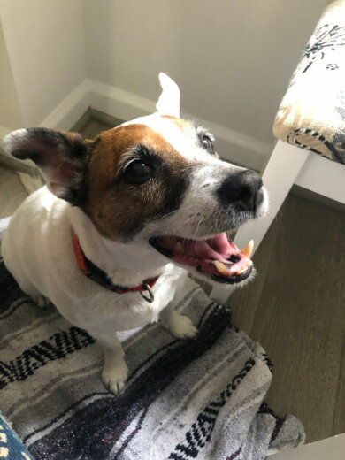 Misty, Pet of the Week: April 27, 2020