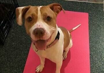 Firefly, WTOP Pet of the Week: 7/6/2020