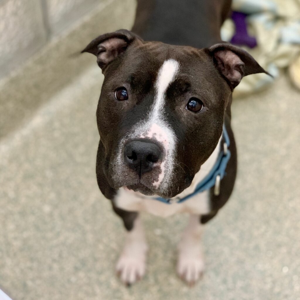 Pau, Pet of the Week for March 2, 2020