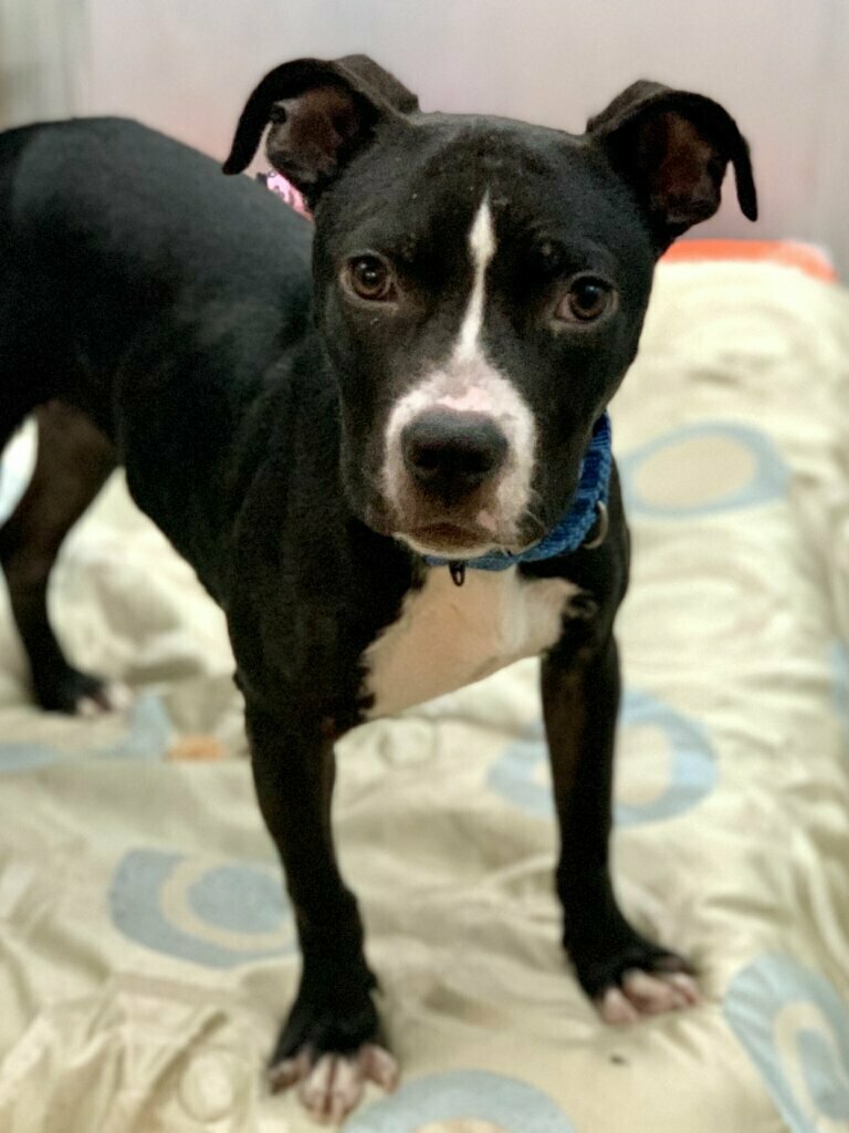 Baby Bug, Pet of the Week for February 24, 2020