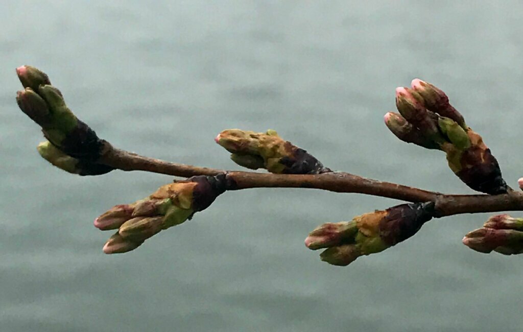 Stage 3, or extension of florets, usually happens from mid- to late March.