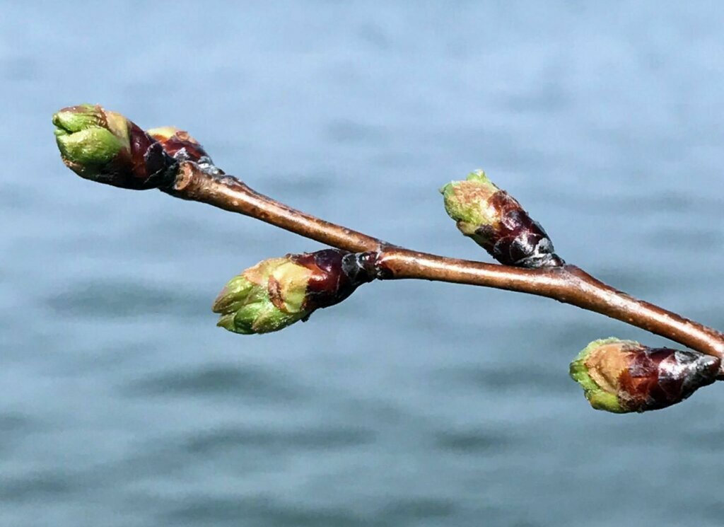 Stage 2 is when florets are visible. This usually starts around the second or third week of March. However, back in 2015, stage 2 started April 1.
