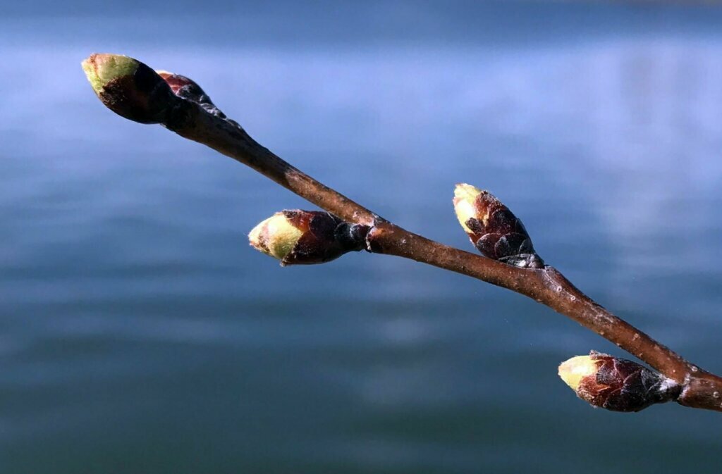 The first stage is the green bud stage. This usually happens between late February and early March.