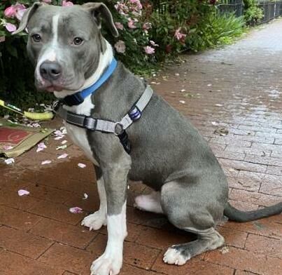 Meet Paco, WTOP's Pet of the Week for the week of May 11.