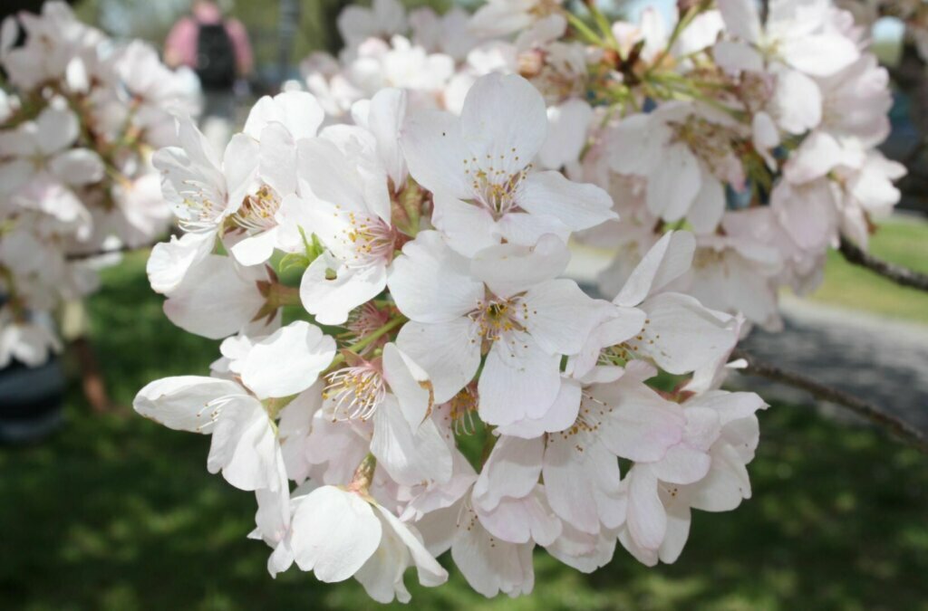 Peak bloom is defined by the National Park Service as the day when 70% of the cherry blossoms surrounding the Tidal Basin are open. The date varies year-to-year and depends on weather conditions.