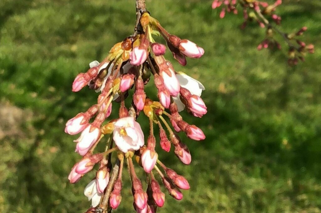 The puffy white stage occurs in late March or early April.