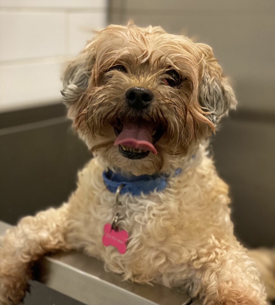 Soloman, Pet of the Week: April 13, 2020