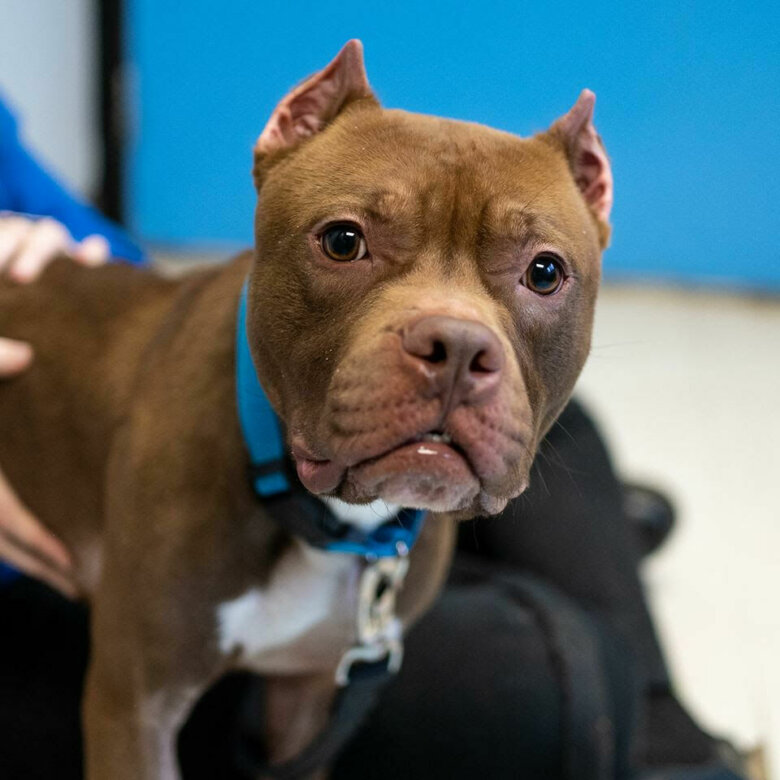 Calvin, Pet of the Week: March 16, 2020