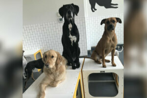 031920 dogs