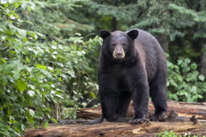 American Black Bear