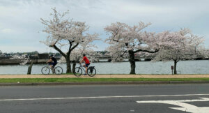 Cyclists friedell opt