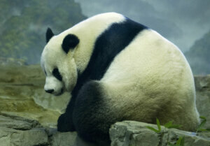 Mei Xiang