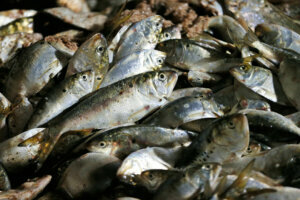 Menhaden Virginia Compliance