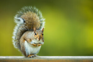 Eastern Grey Squirrel (Sciurus carolinensis)