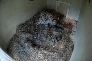 Webcam 3 cubs