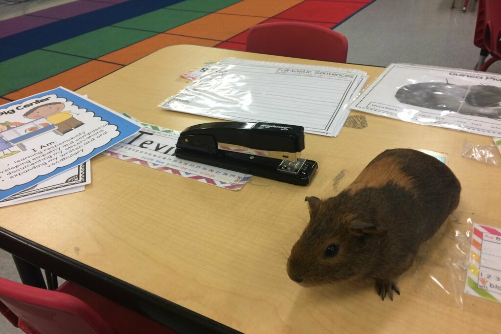 Kevin the Guinea Pig