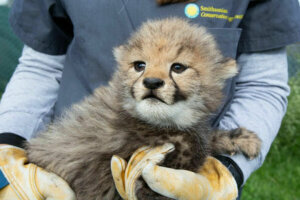Cheetah cub sized