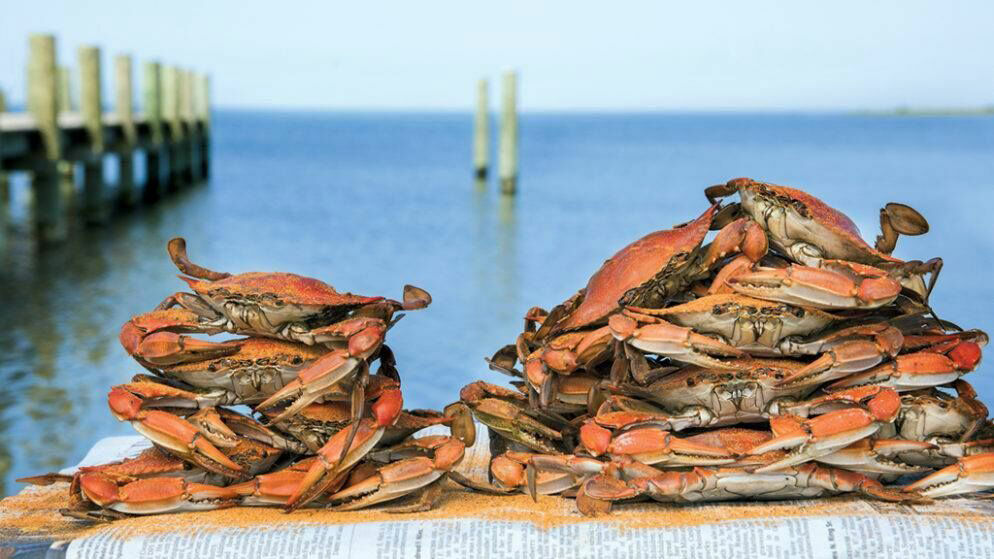 Crab profish opt