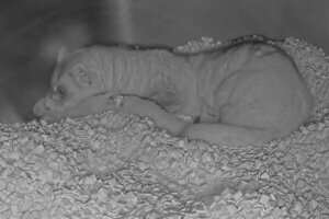 A mother ferret cares for her babies. (Courtesy National Zoo webcam)