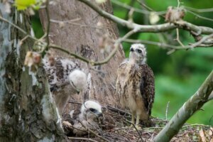 Hawk2