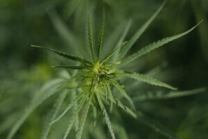 Legal Hemp States