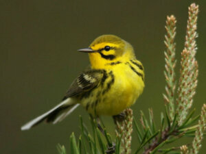 IMG 2554 warbler