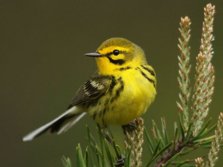 IMG 2554 warbler