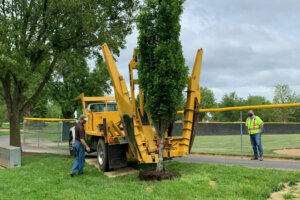 Tree780