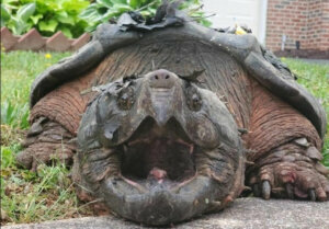 Turtle gator