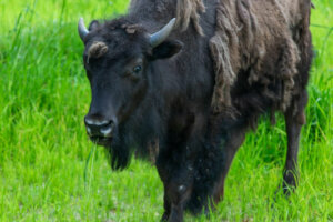 0716 bison