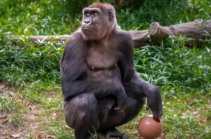 Great Gorilla Plays