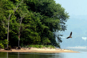 A juvenile Bald Eagle soars at Mason Neck Park in Lorton, VA