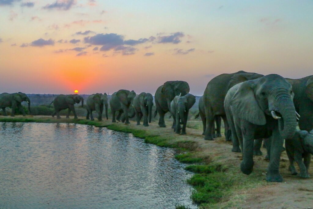 Jabulani Herd