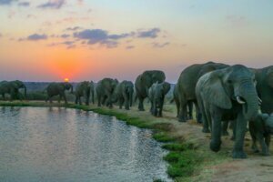 Jabulani Herd