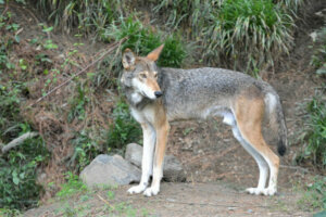 Red wolf