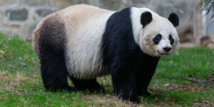 Mei Xiang