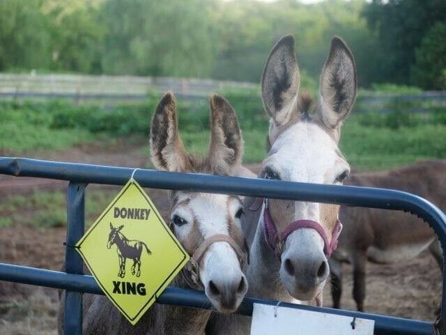 Donkeys