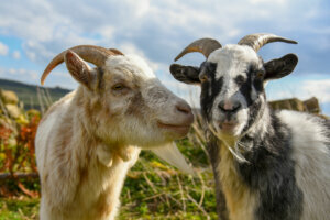 Two goats