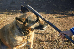 The dog sits on a chain, and over it scoff.