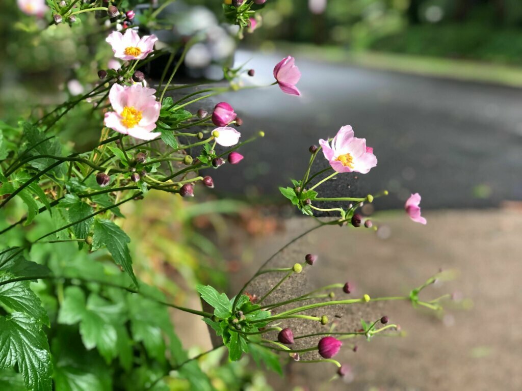 Windflowers (yes, that’s the common name) in the D.C. area survived Isaias. (Kate Ryan/WTOP)