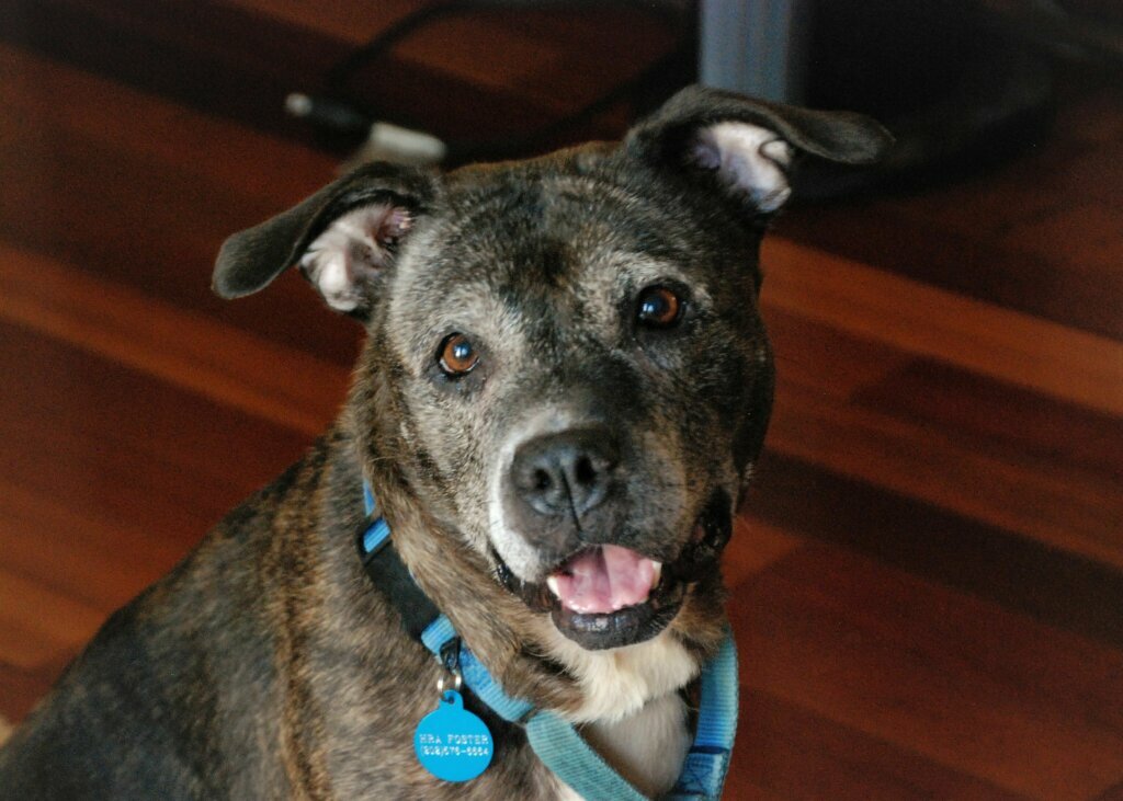 Remy, WTOP's Pet of the Week: 8/10/2020