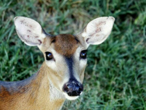 Ryan deer