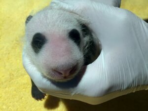 20200913 giant panda cub 003 web