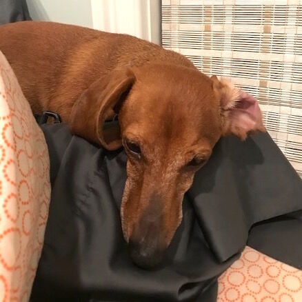 Polo, WTOP Pet of the Week: September 14, 2020