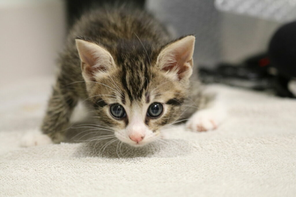 Kitten shower at OAS