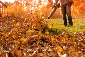 Huge pile of crispy golden leaves being blown into pile on a sunny autumn day
