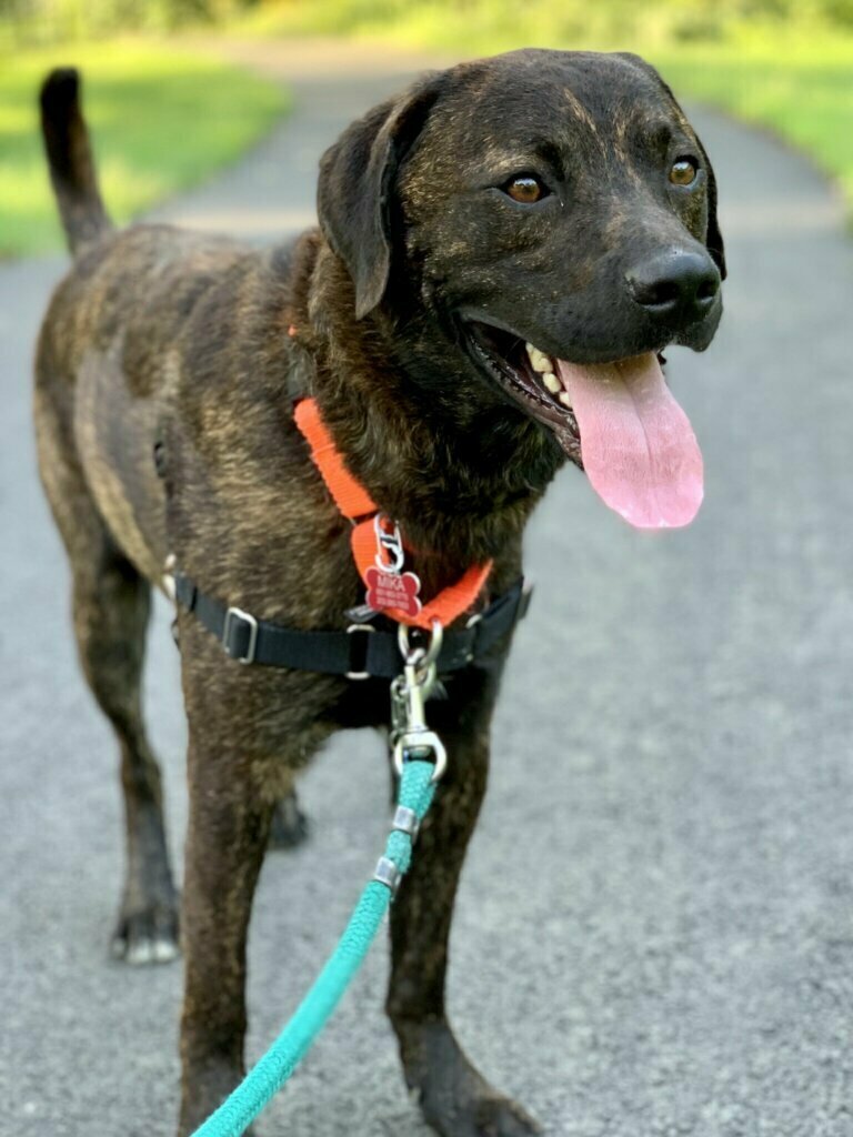 Pinto, WTOP Pet of the week: September 28, 2020